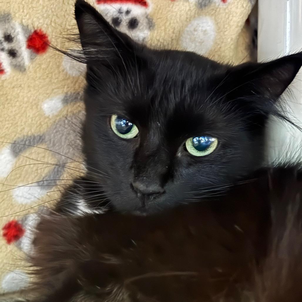 Utensil-Foster, Adoptable, Adult Female Domestic Long Hair.