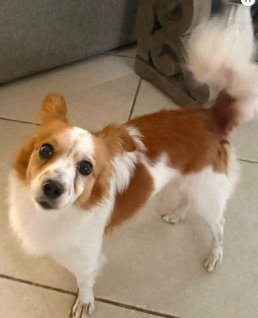Max, Adoptable, Young Male Chihuahua & Pomeranian.