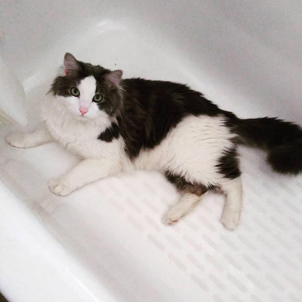 Big Boy, Adoptable, Adult Male Turkish Angora & Domestic Long Hair.