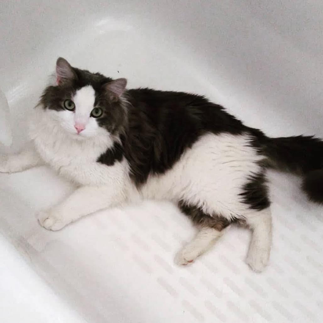 Enlarge Big Boy, a Adoptable mixed breed in Bountiful, UT image 2/5