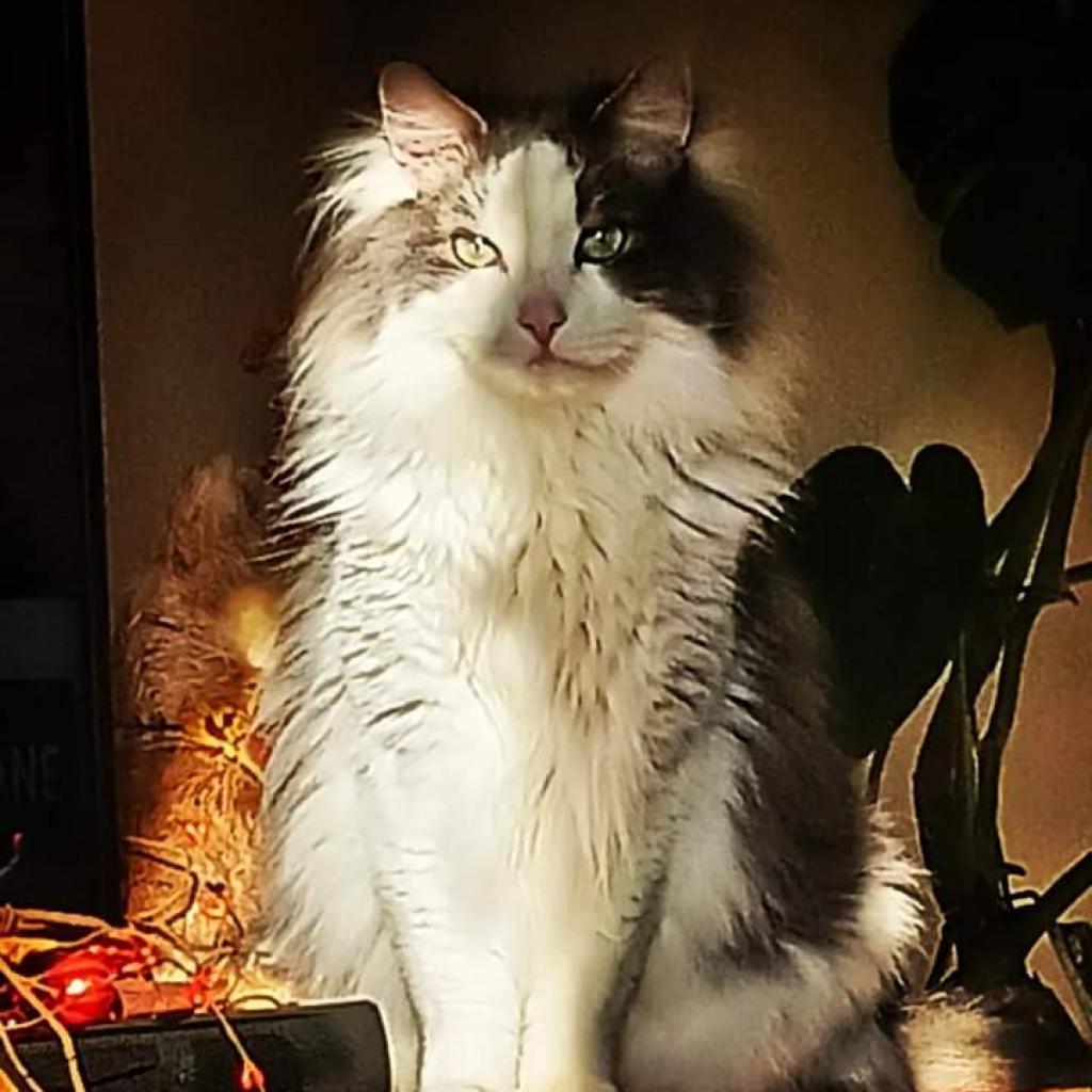 Enlarge Big Boy, a Adoptable mixed breed in Bountiful, UT image 4/5
