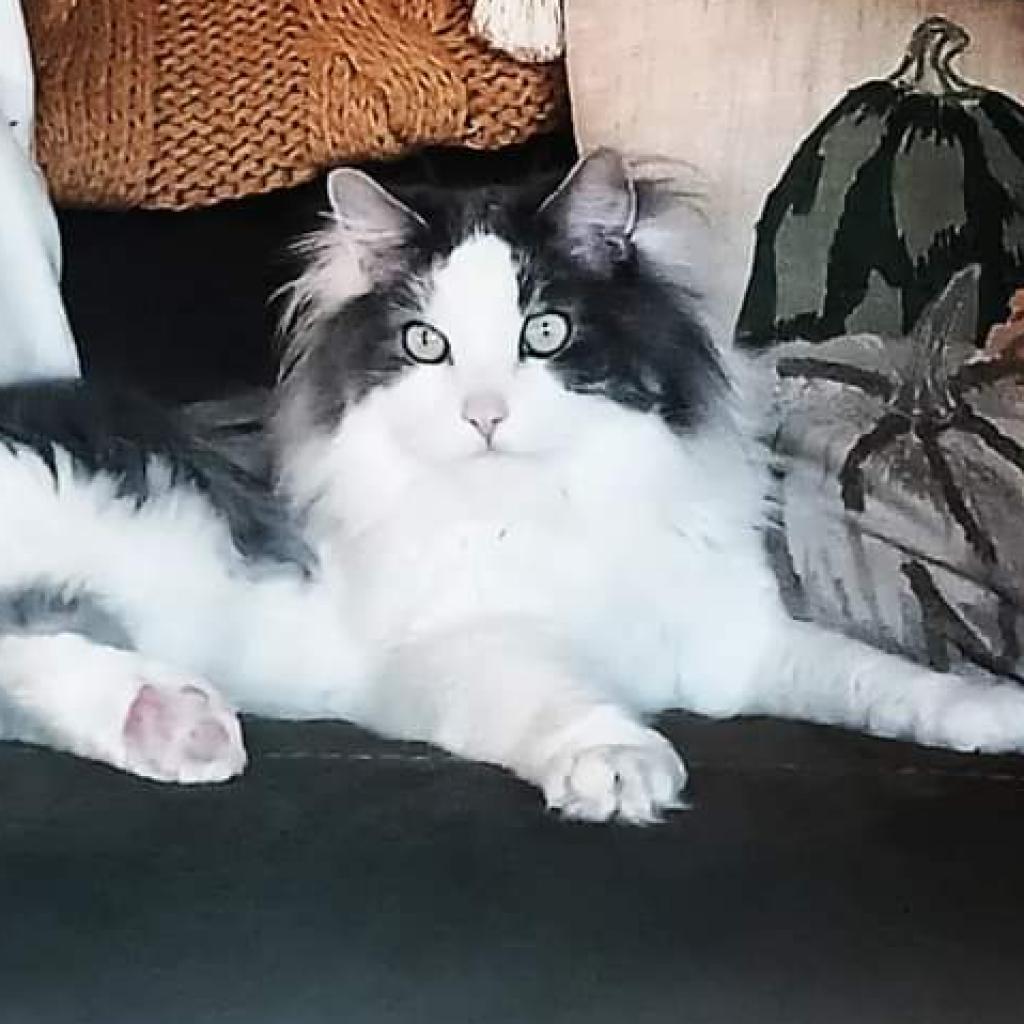 Enlarge Big Boy, a Adoptable mixed breed in Bountiful, UT image 5/5