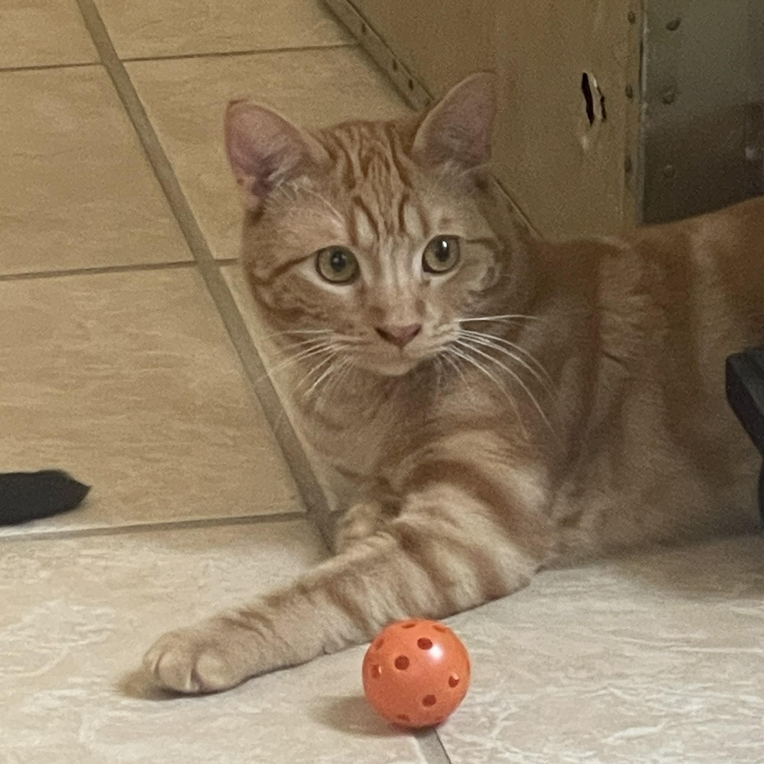 Enlarge Goose (Bonded to Ducky), a ADOPTABLE Domestic Short Hair in Renton , WA image 5/6