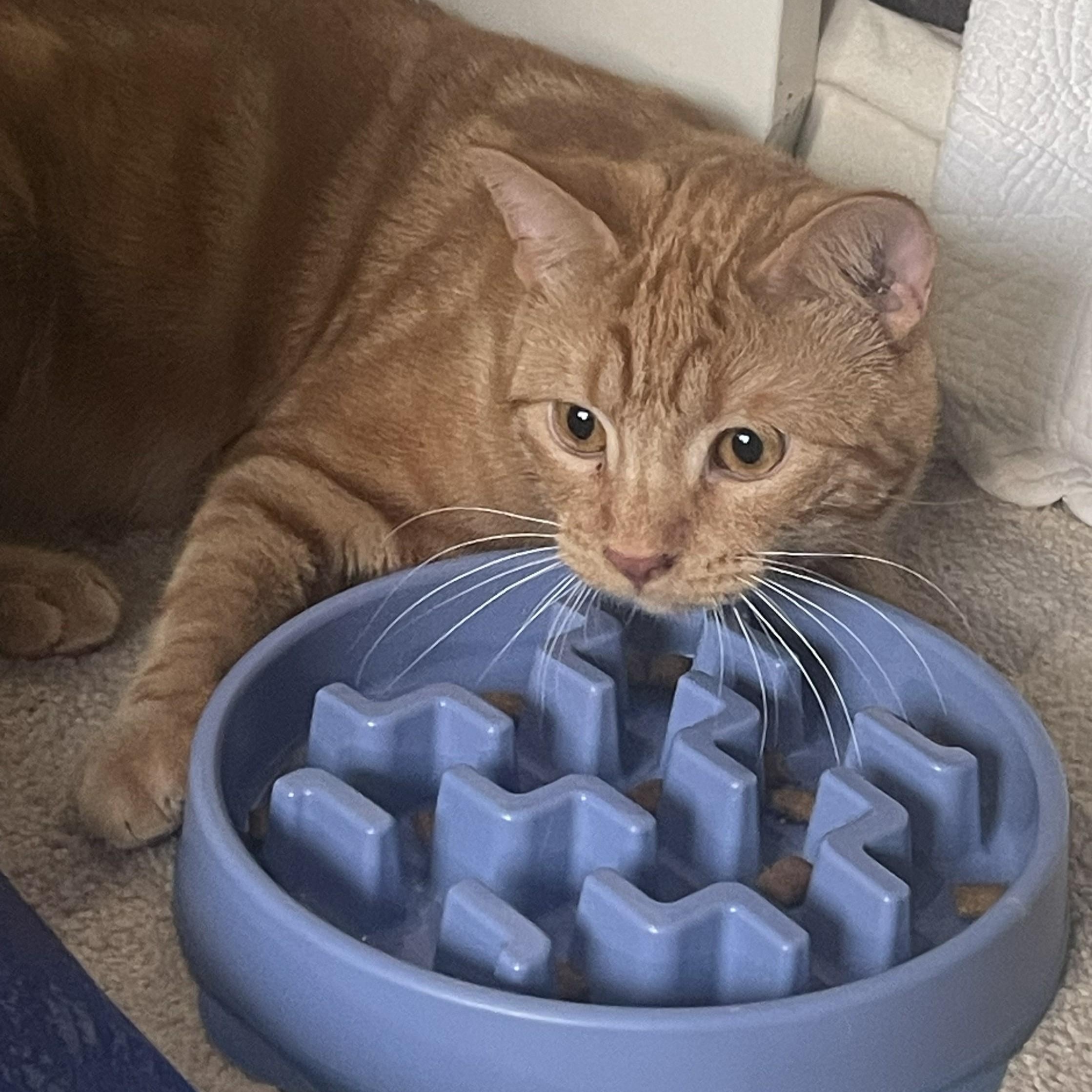 Enlarge Goose (Bonded to Ducky), a ADOPTABLE Domestic Short Hair in Renton , WA image 3/6