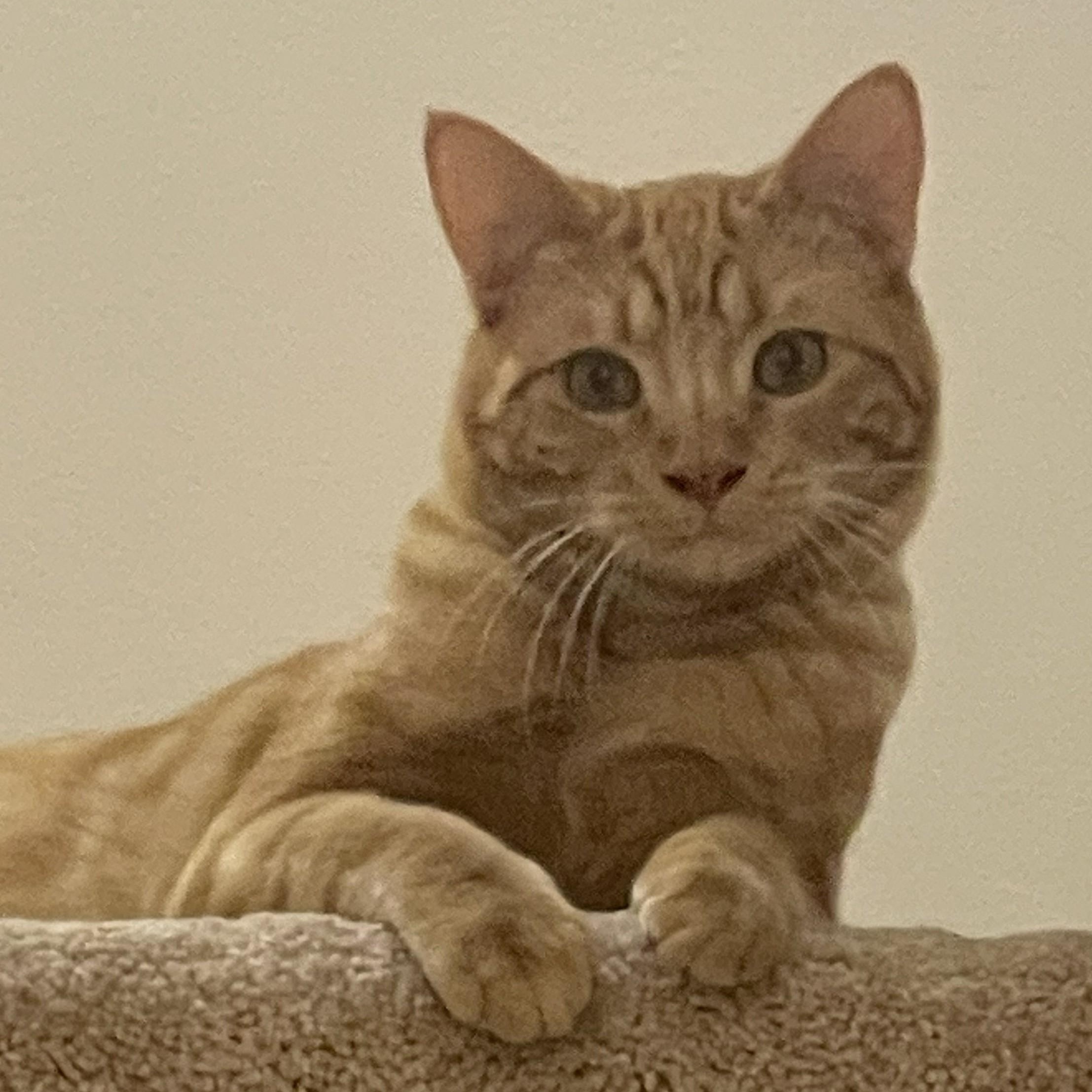 Enlarge Goose (Bonded to Ducky), a ADOPTABLE Domestic Short Hair in Renton , WA image 6/6