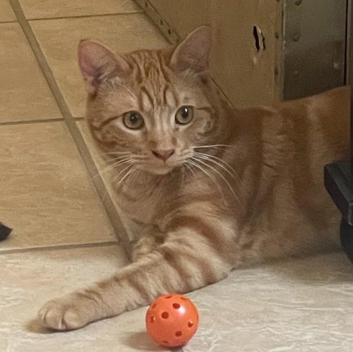 Enlarge Goose (Bonded to Ducky), a ADOPTABLE Domestic Short Hair in Renton , WA image 1/6