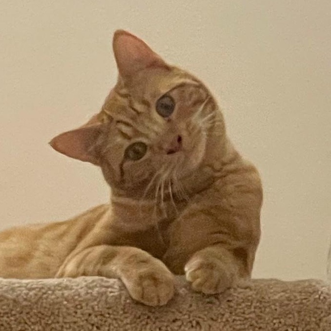 Enlarge Goose (Bonded to Ducky), a ADOPTABLE Domestic Short Hair in Renton , WA image 2/6