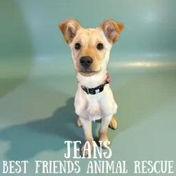 Enlarge Jeans, a Adoptable mixed breed in Wasilla, AK image 1/2