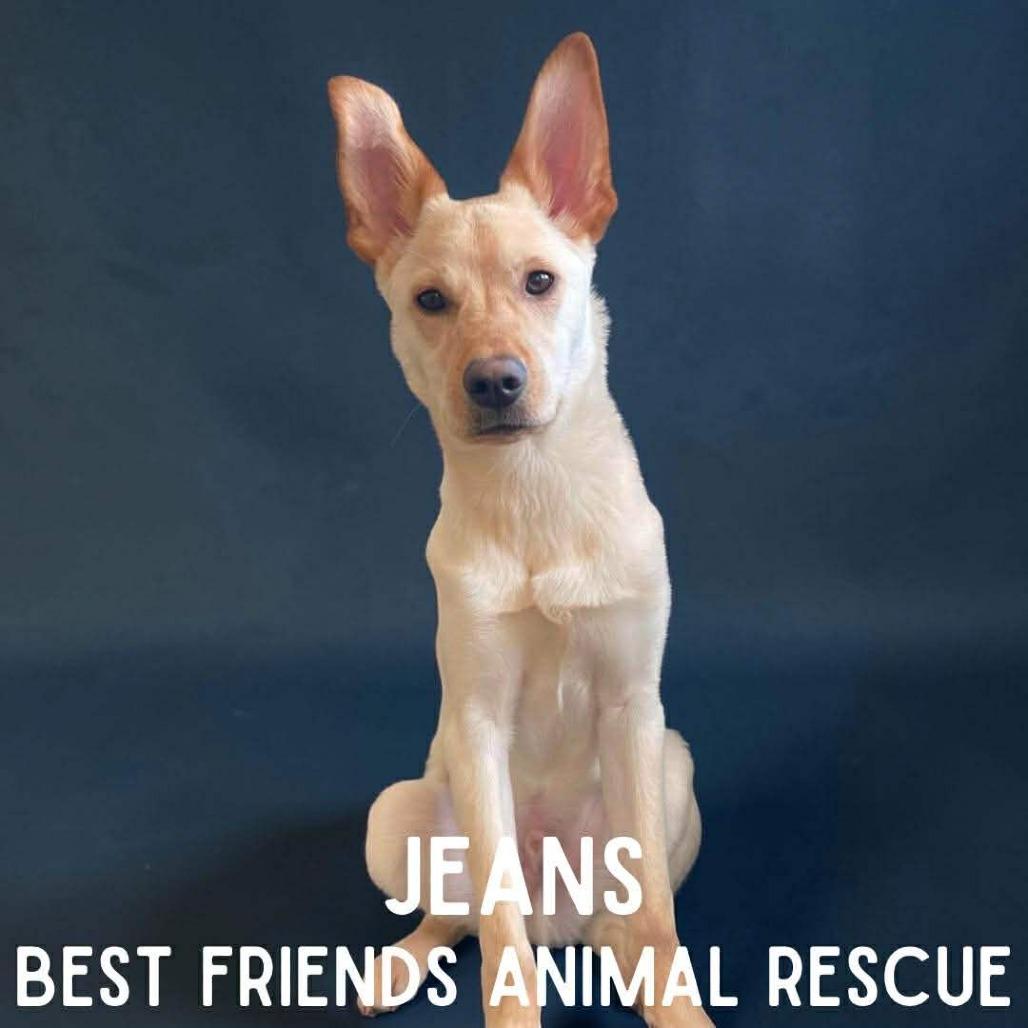Enlarge Jeans, a Adoptable mixed breed in Wasilla, AK image 2/6