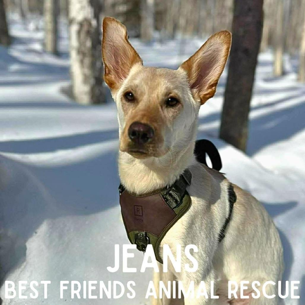 Enlarge Jeans, a Adoptable mixed breed in Wasilla, AK image 2/6