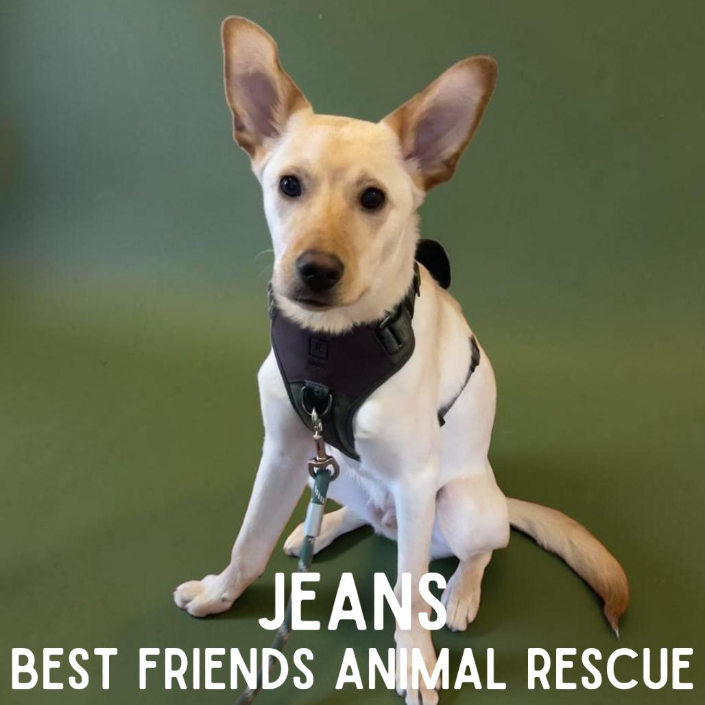 Enlarge Jeans, a Adoptable mixed breed in Wasilla, AK image 3/6