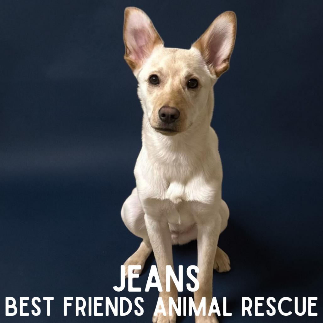 Enlarge Jeans, a Adoptable mixed breed in Wasilla, AK image 5/6