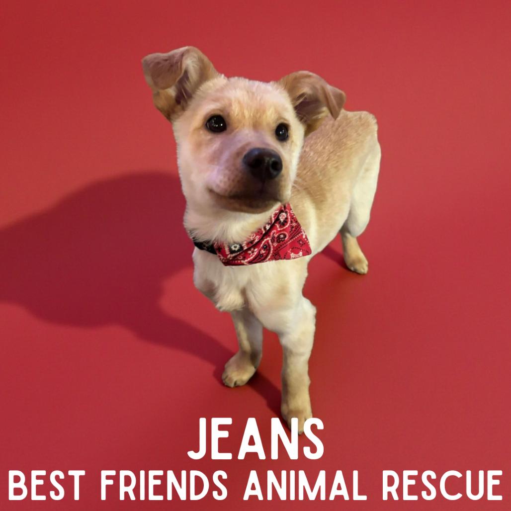 Enlarge Jeans, a Adoptable mixed breed in Wasilla, AK image 2/2