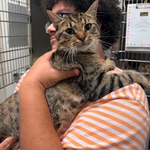 Chunk, ADOPTABLE, Adult Male Domestic Short Hair.