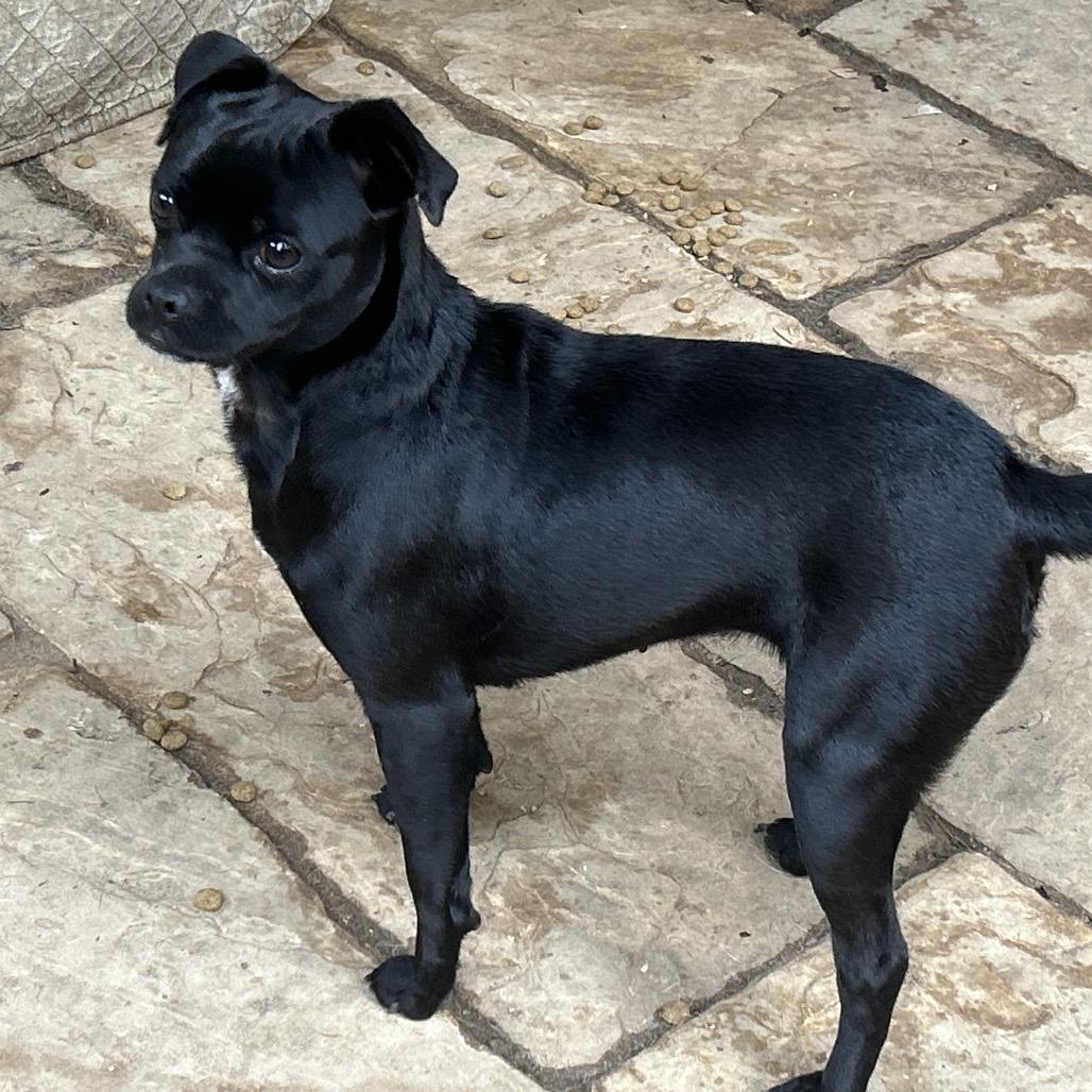 Raven, Adoptable, Young Female Pug.