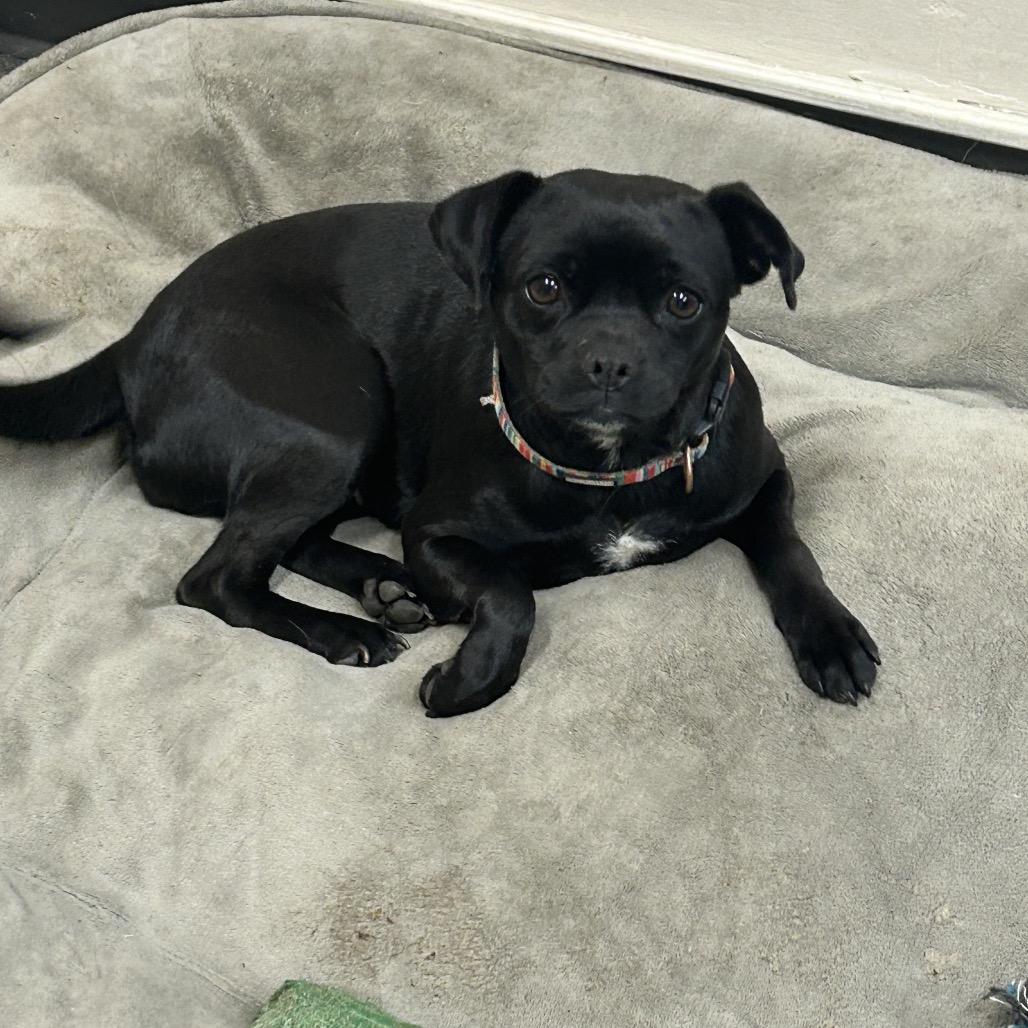 Raven, a Adoptable Pug in Escondido, CA image 2/6