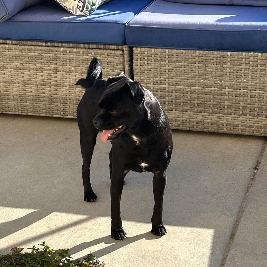 Raven, a Adoptable Pug in Escondido, CA image 3/6