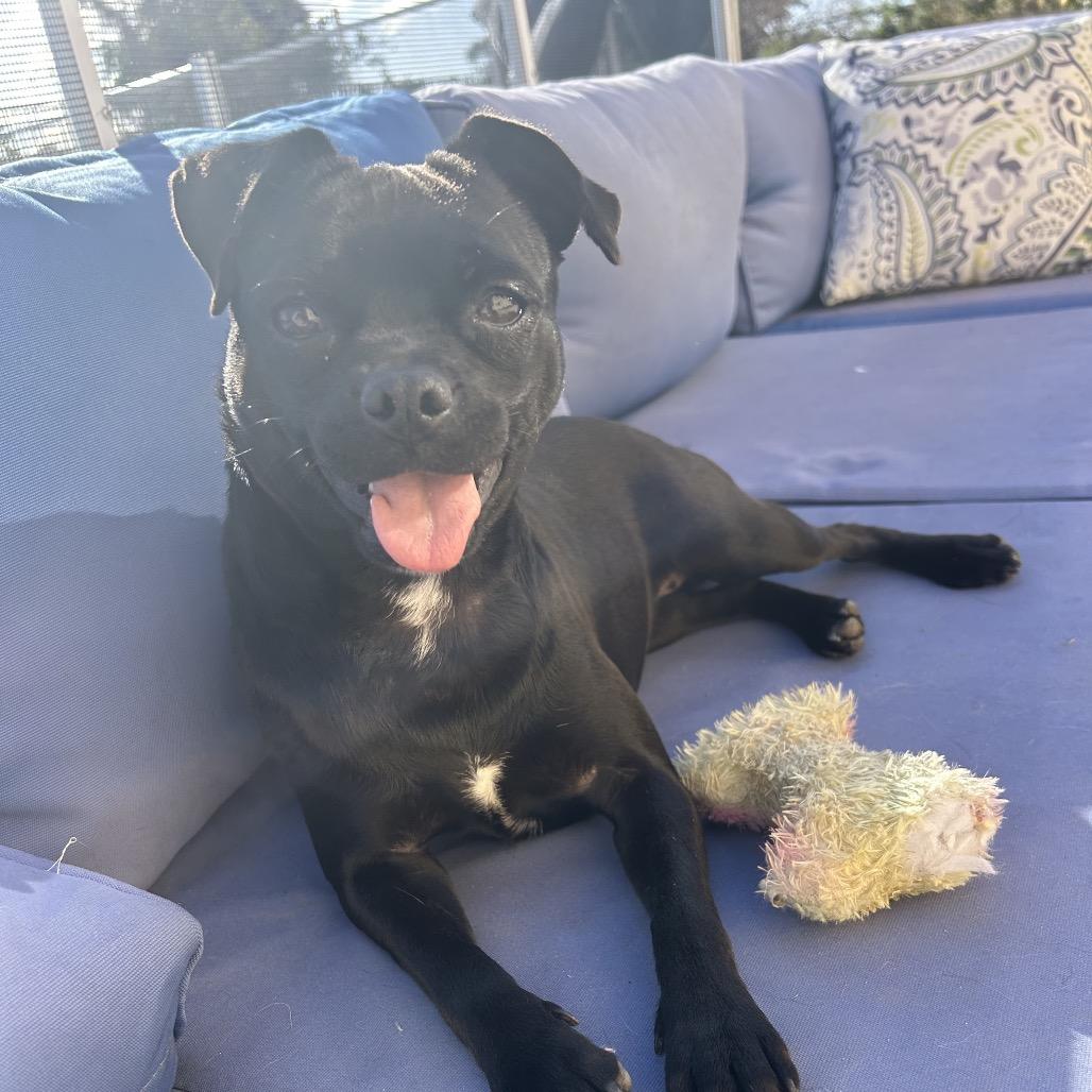 Raven, a Adoptable Pug in Escondido, CA image 5/6