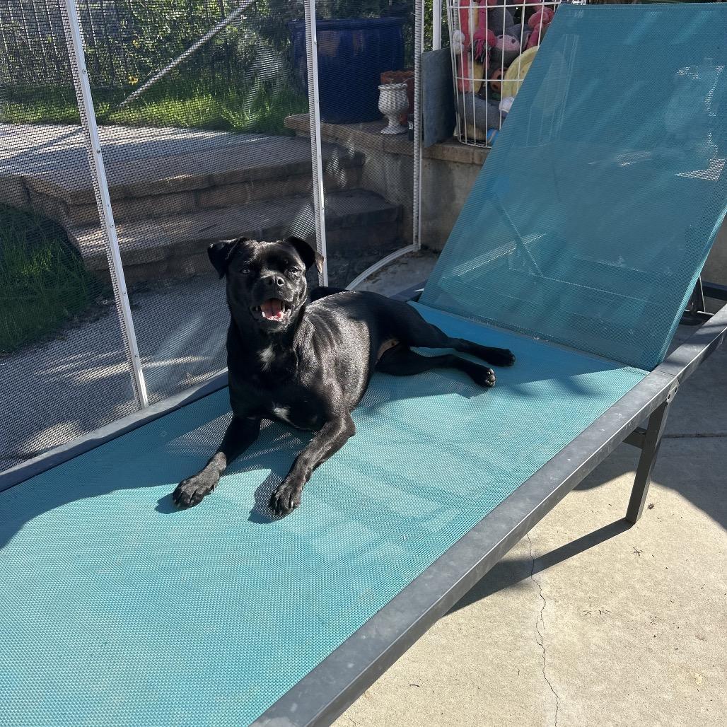 Raven, a Adoptable Pug in Escondido, CA image 6/6