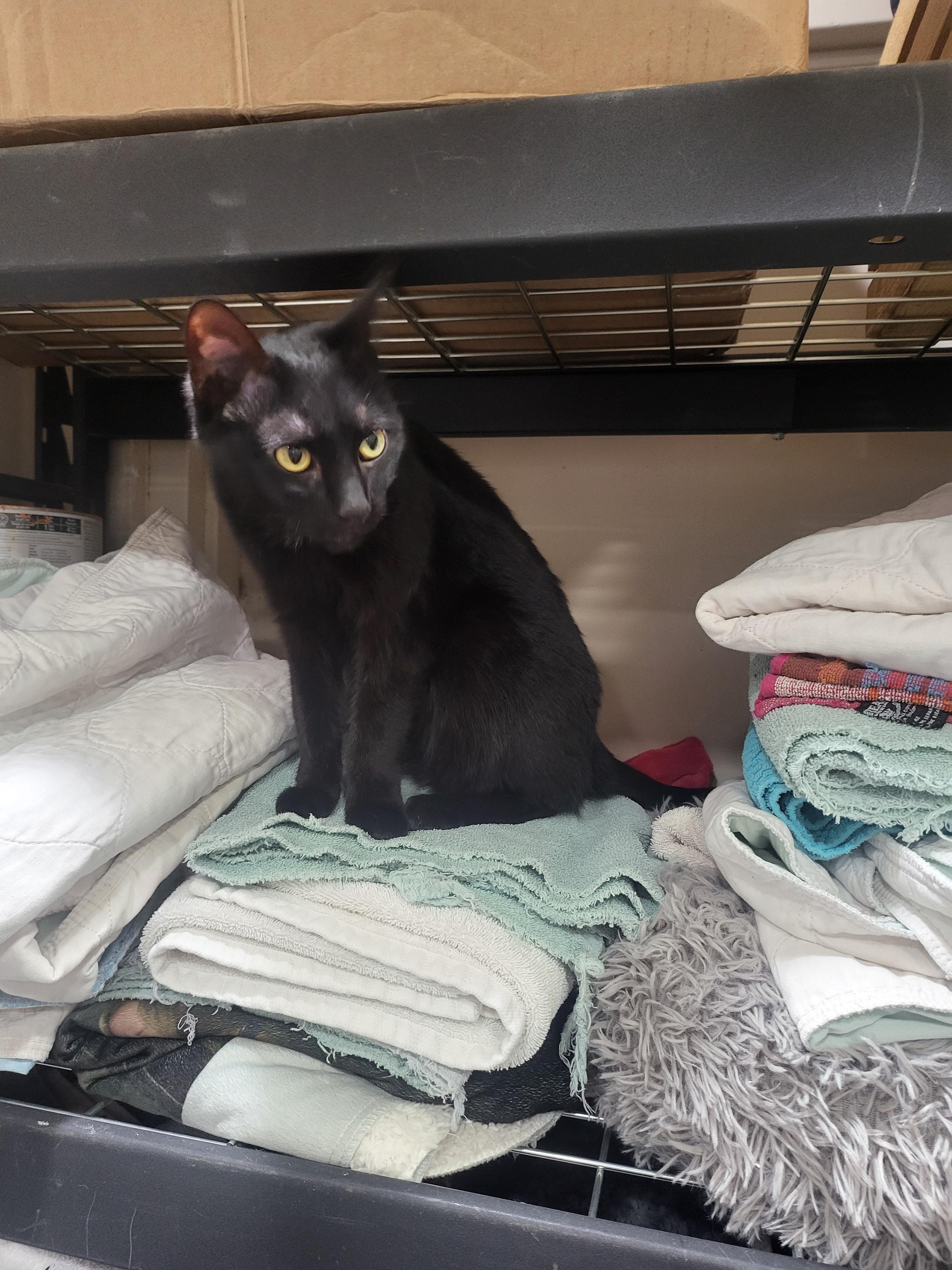 Midnight " Female Black Sugar and Spice ", a Adoptable mixed breed in Flower Mound, TX image 2/4