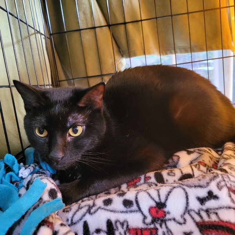 Midnight " Female Black Sugar and Spice ", a Adoptable mixed breed in Flower Mound, TX image 1/4