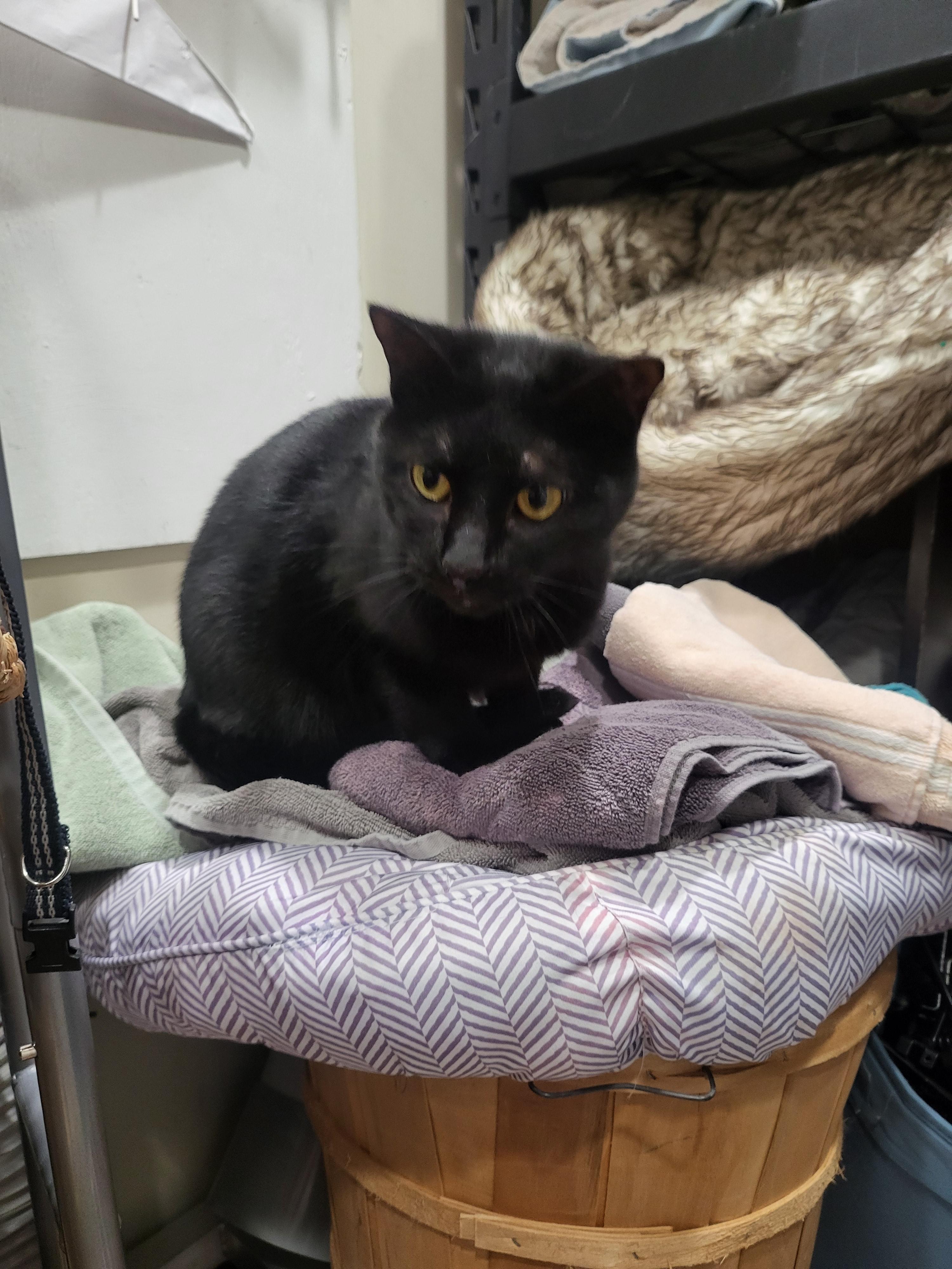 Midnight " Female Black Sugar and Spice ", a Adoptable mixed breed in Flower Mound, TX image 3/4