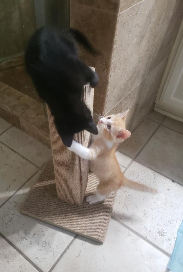 Midnight " Female Black Sugar and Spice ", a Adoptable mixed breed in Flower Mound, TX image 4/4