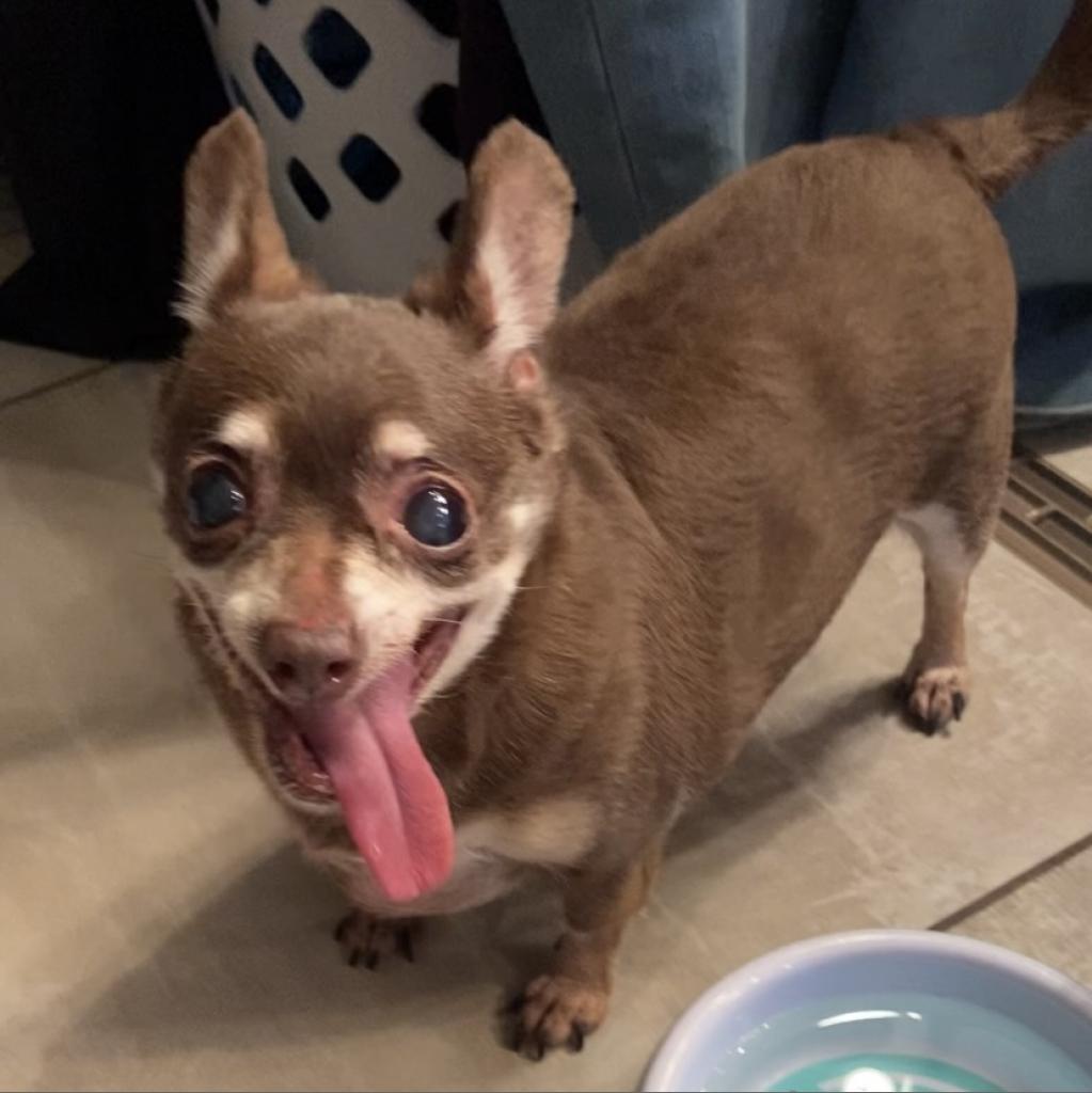 Veronica, a Adoptable Chihuahua in Pahrump, NV image 1/3