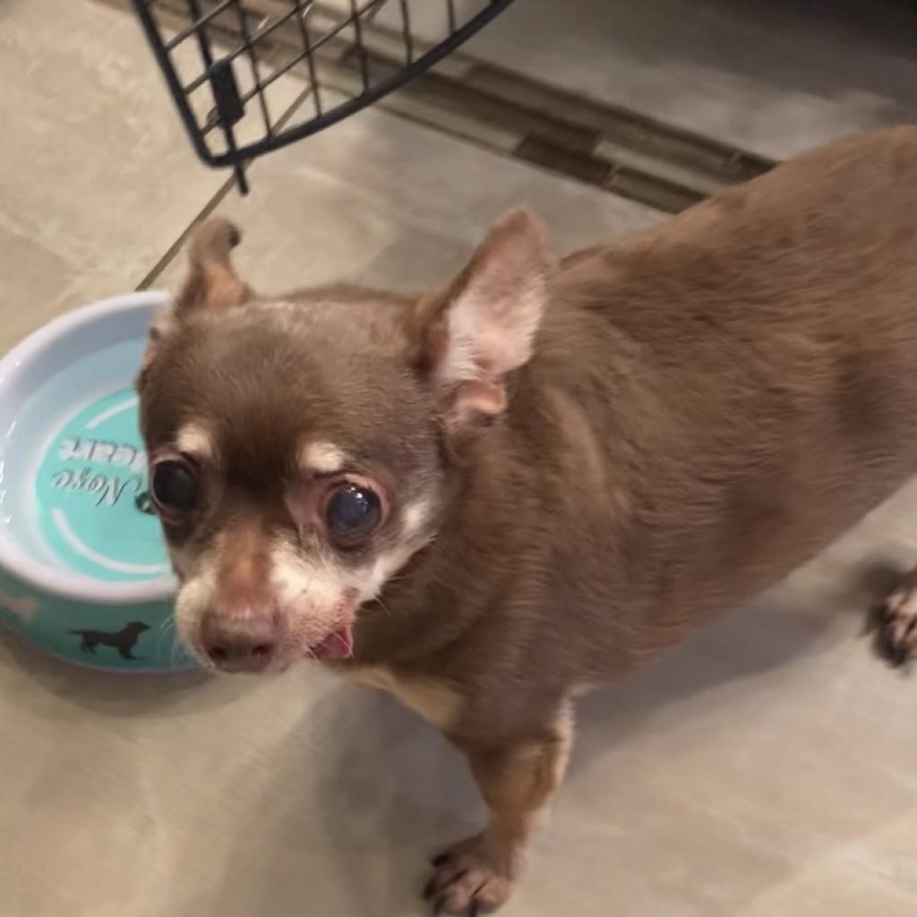 Veronica, a Adoptable Chihuahua in Pahrump, NV image 2/3