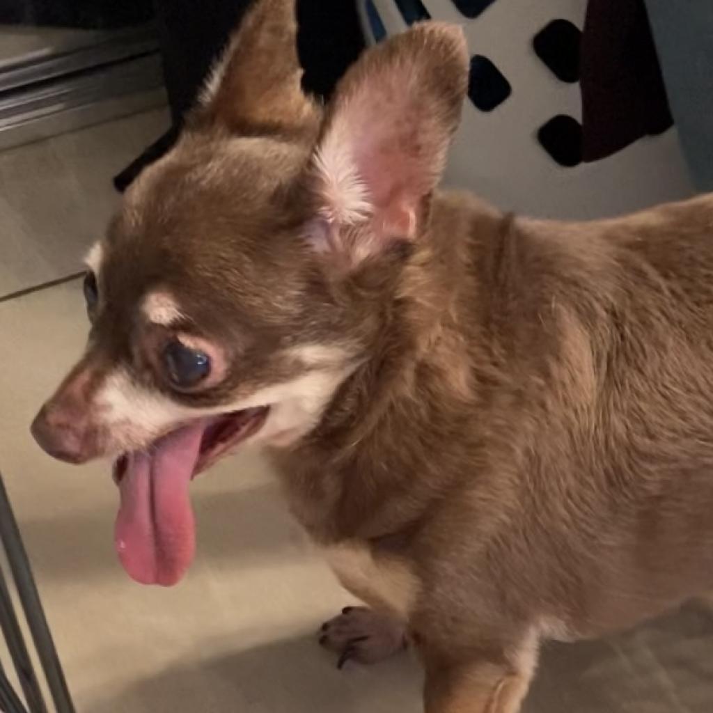 Veronica, a Adoptable Chihuahua in Pahrump, NV image 3/3