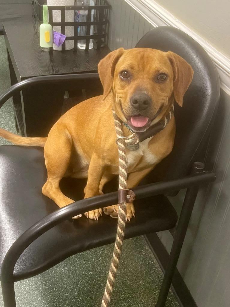 Rosie, Adoptable, Young Female Beagle.