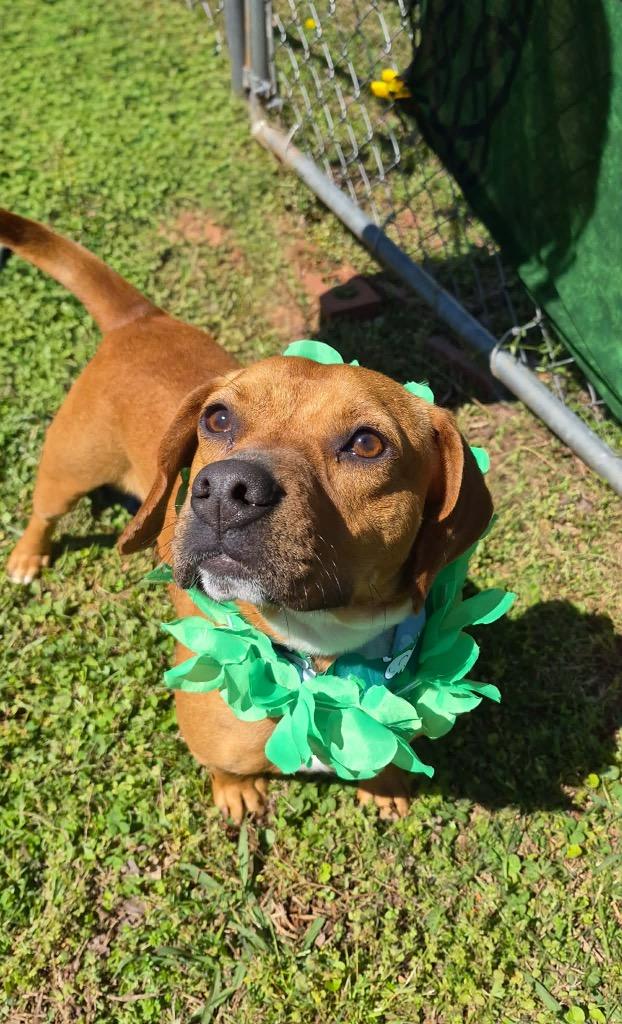 Rosie, a Adoptable mixed breed in Forsyth, GA image 2/2