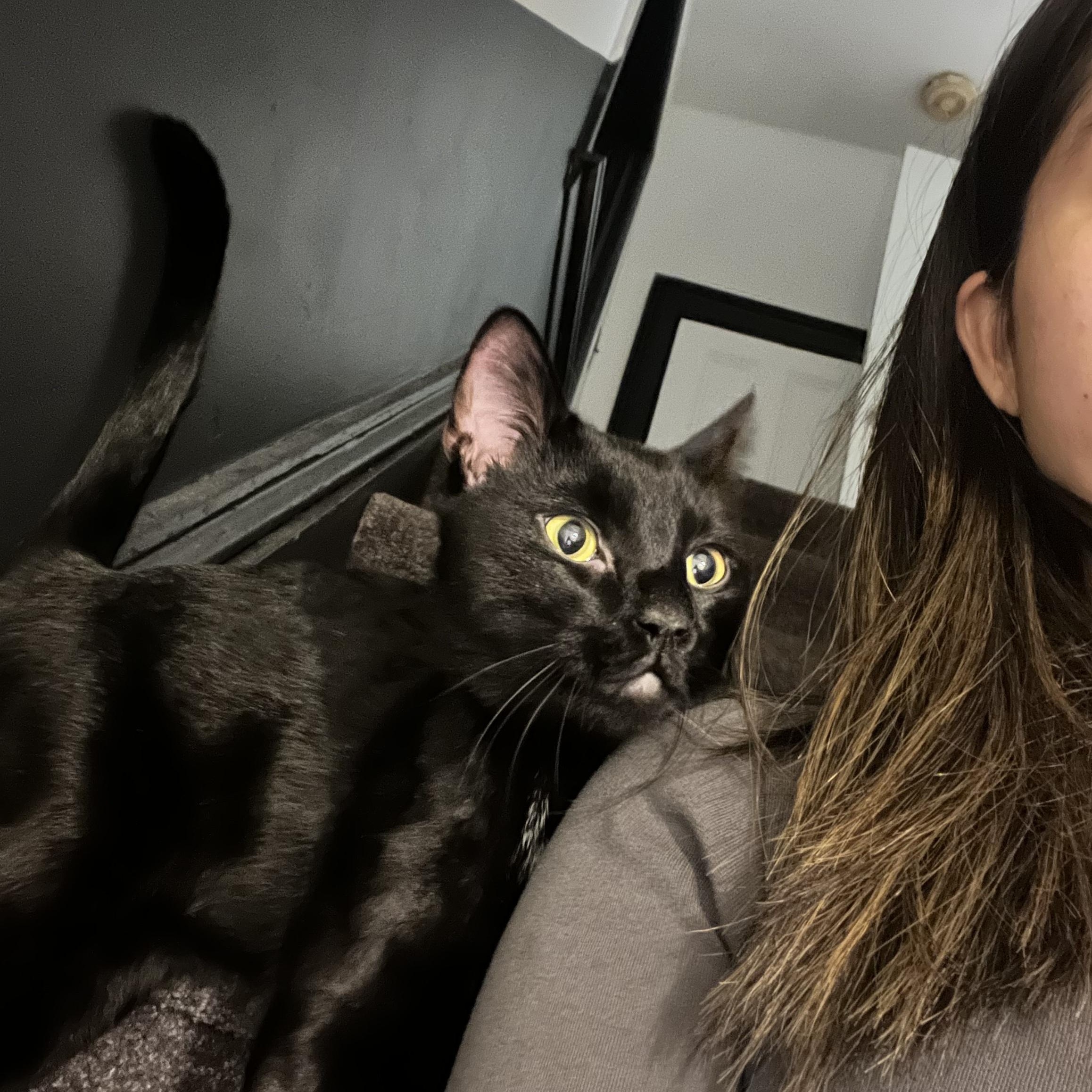 Grim, Adopted, Adult Male Domestic Short Hair.