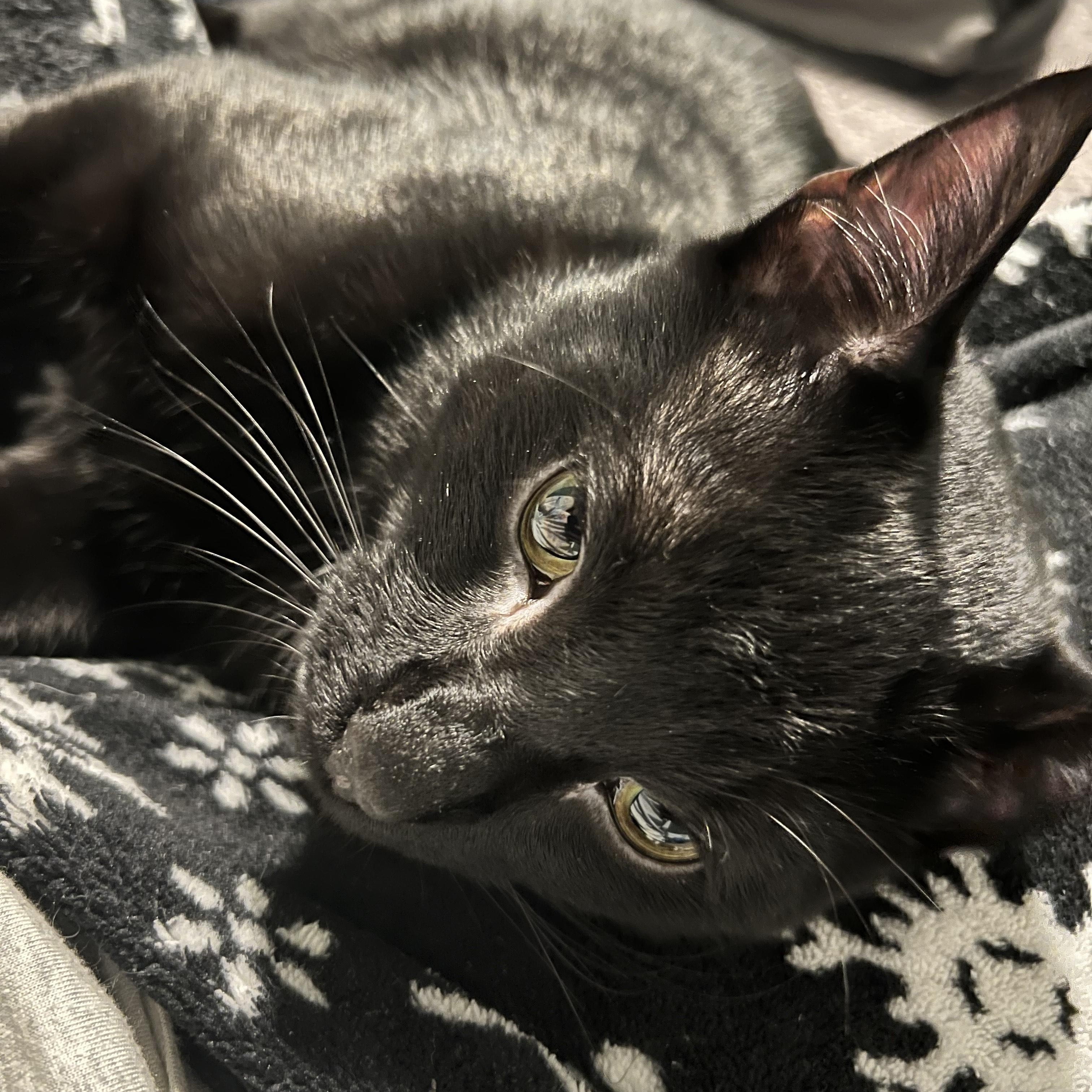 Enlarge Grim, a Adopted mixed breed in Brooklyn, NY image 2/4