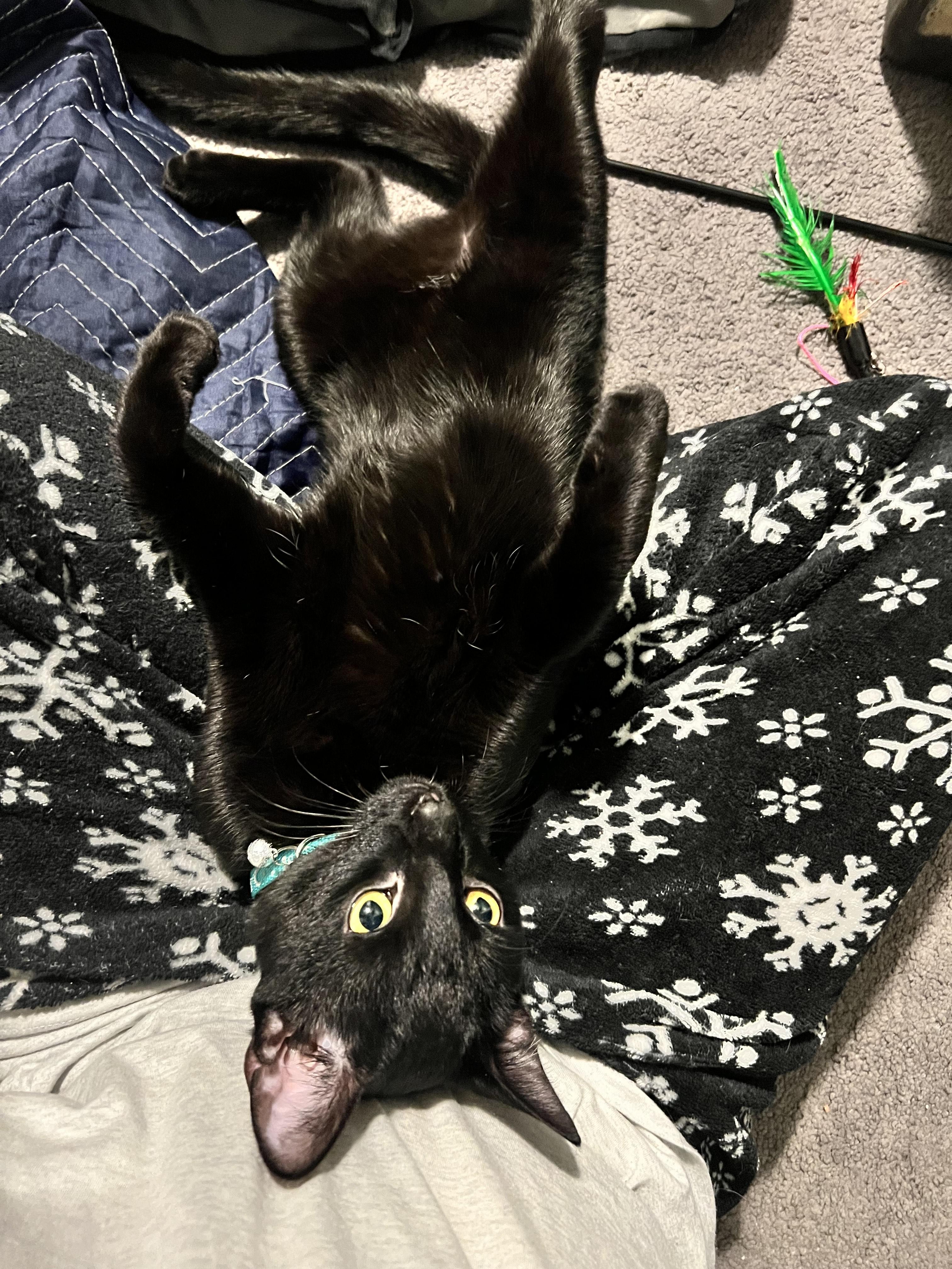 Enlarge Grim, a Adopted mixed breed in Brooklyn, NY image 3/4