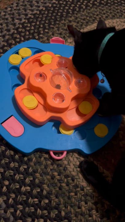 Enlarge Grim, a Adopted mixed breed in Brooklyn, NY video 4/4