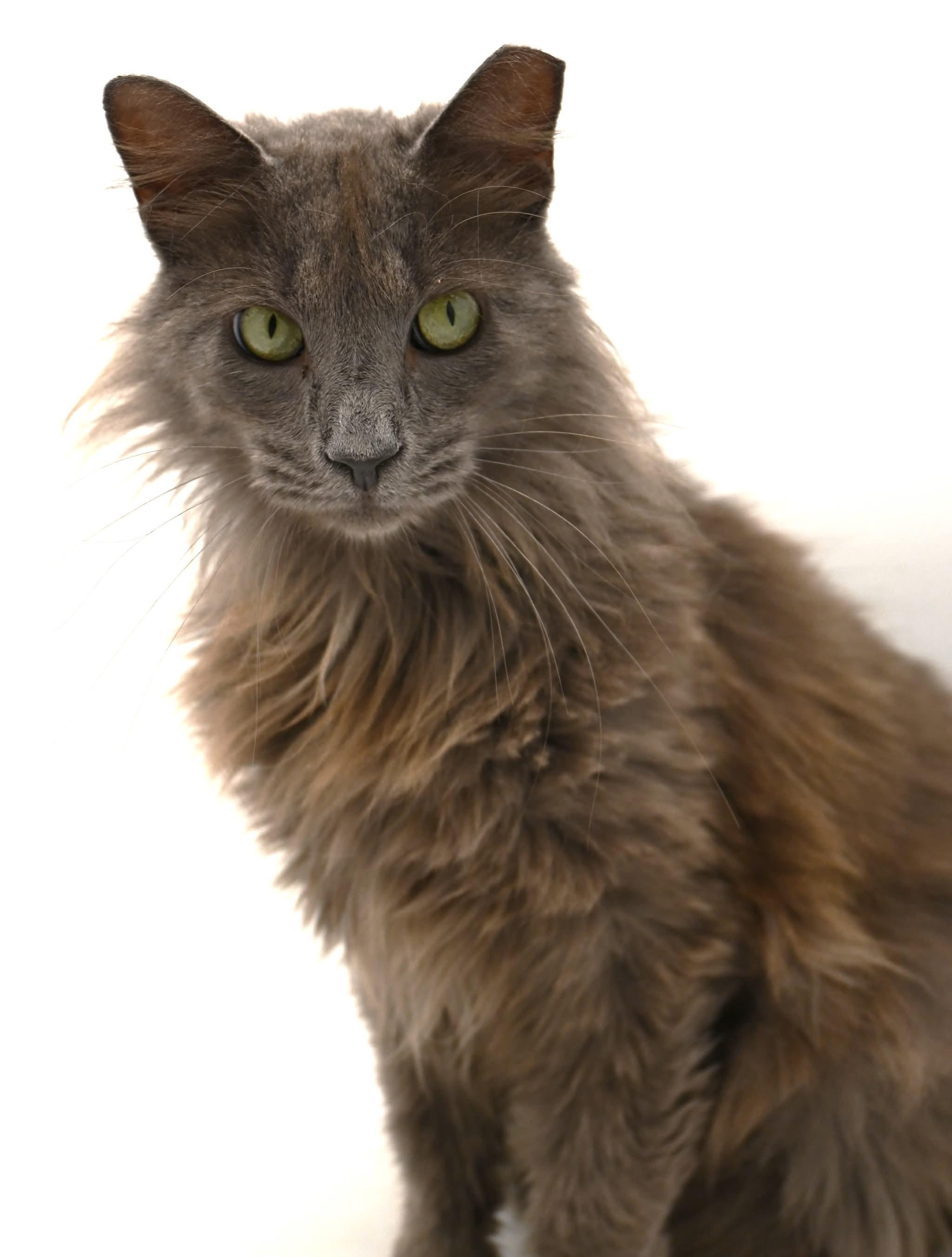 Enlarge gorgeous George, a ADOPTABLE mixed breed in Mt laurel Township, NJ image 2/6