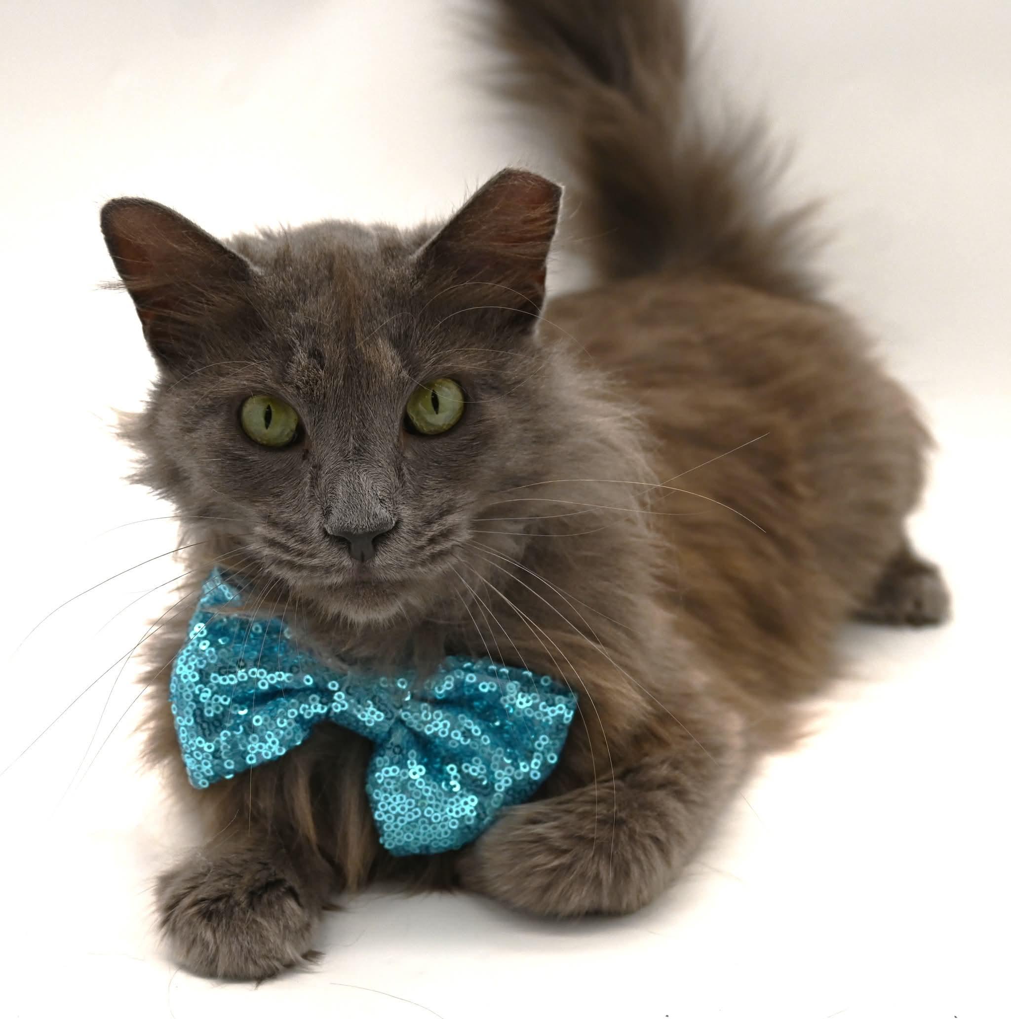 Enlarge gorgeous George, a ADOPTABLE mixed breed in Mt laurel Township, NJ image 3/6