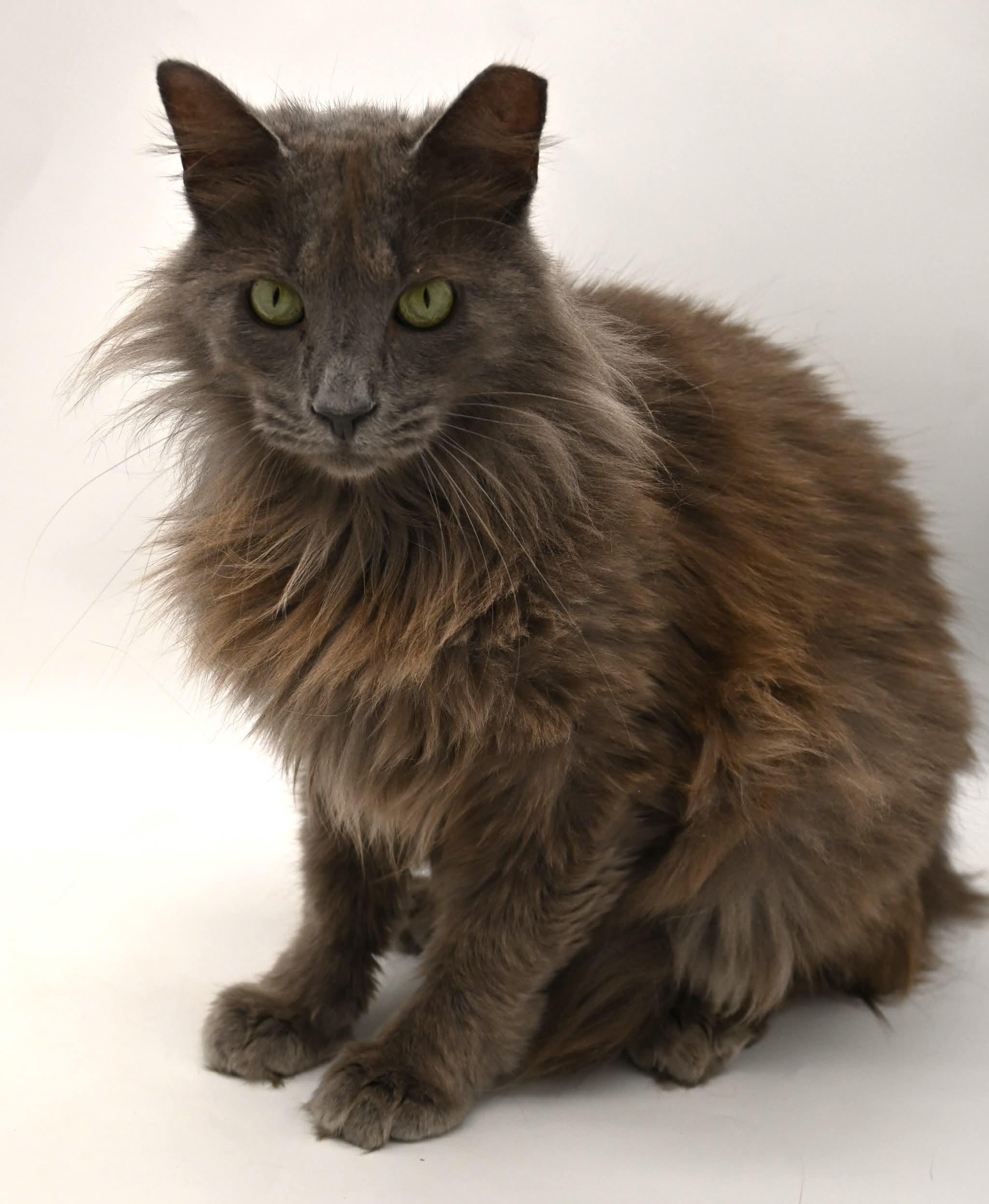 Enlarge gorgeous George, a ADOPTABLE mixed breed in Mt laurel Township, NJ image 6/6