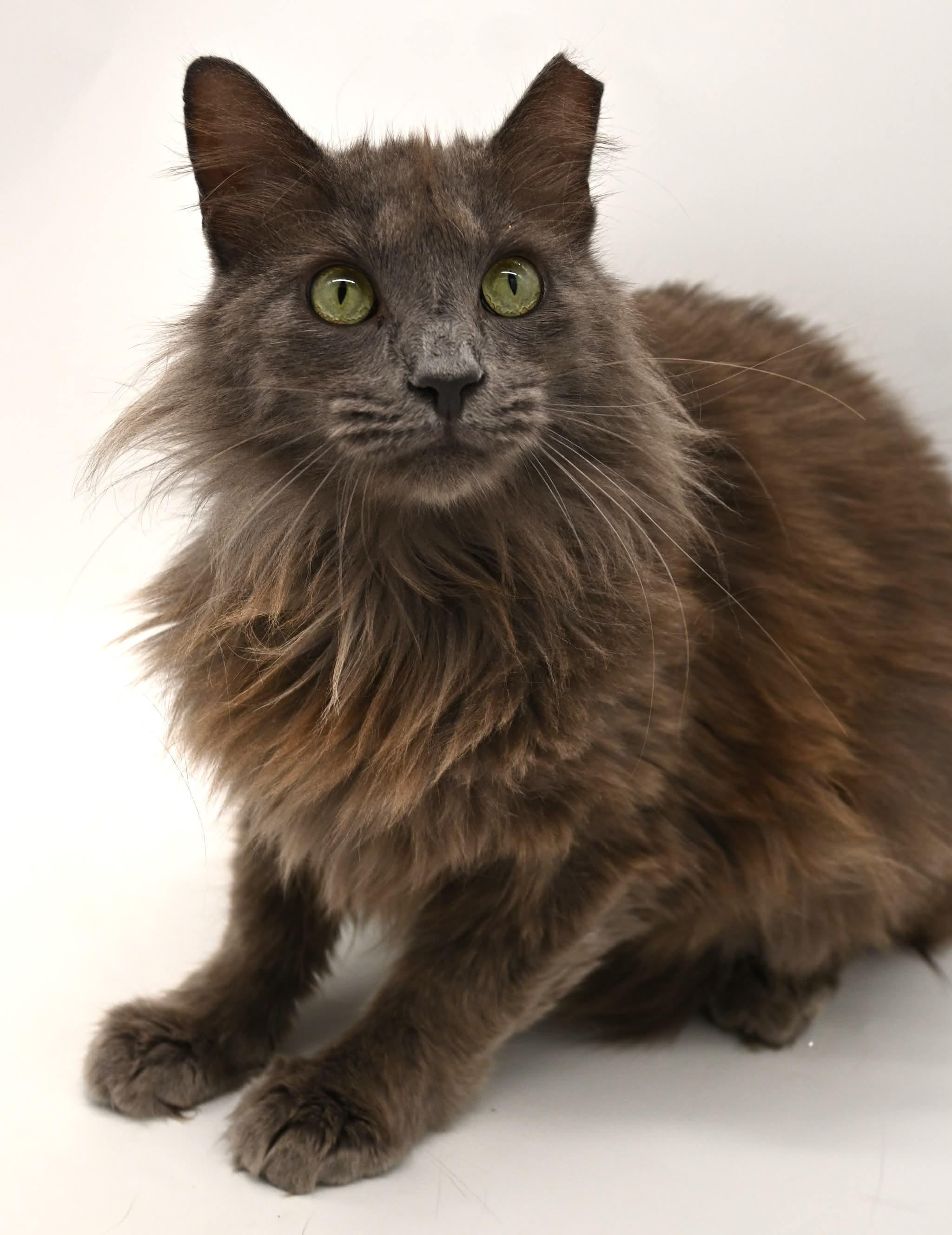 Enlarge gorgeous George, a ADOPTABLE mixed breed in Mt laurel Township, NJ image 5/6