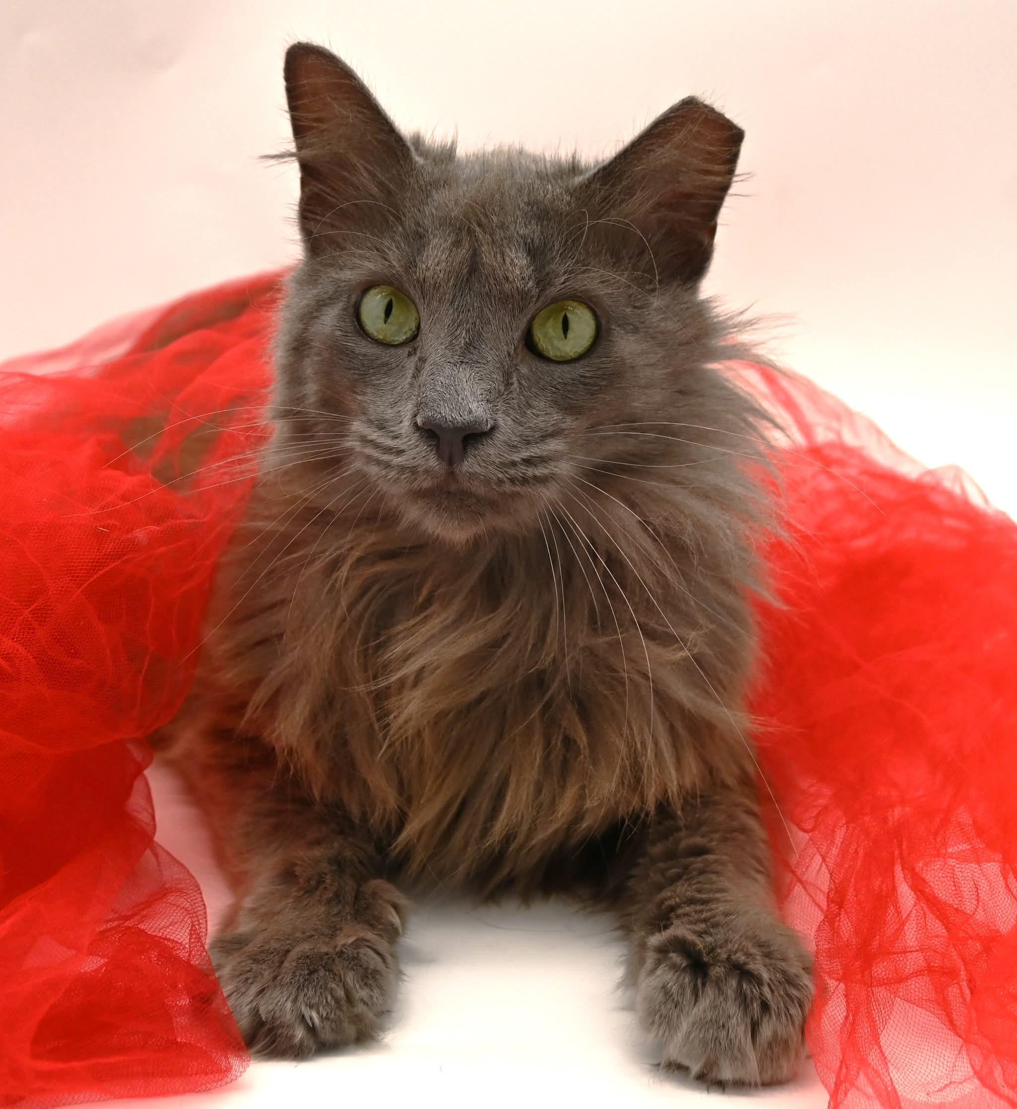 Enlarge gorgeous George, a ADOPTABLE mixed breed in Mt laurel Township, NJ image 4/6