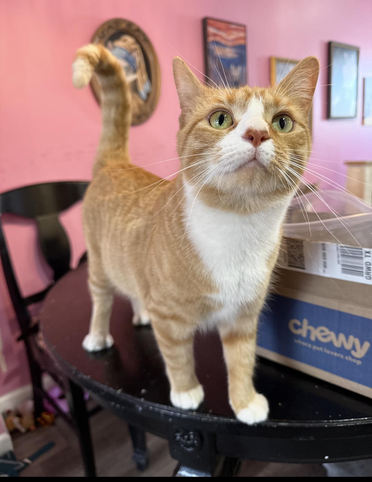 Enlarge Leah, a Adoptable Domestic Short Hair in Spring City, PA image 1/1