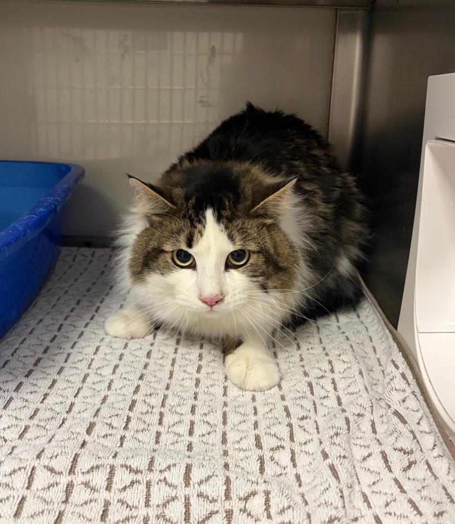 Cletus, Adoptable, Adult Male Domestic Medium Hair.