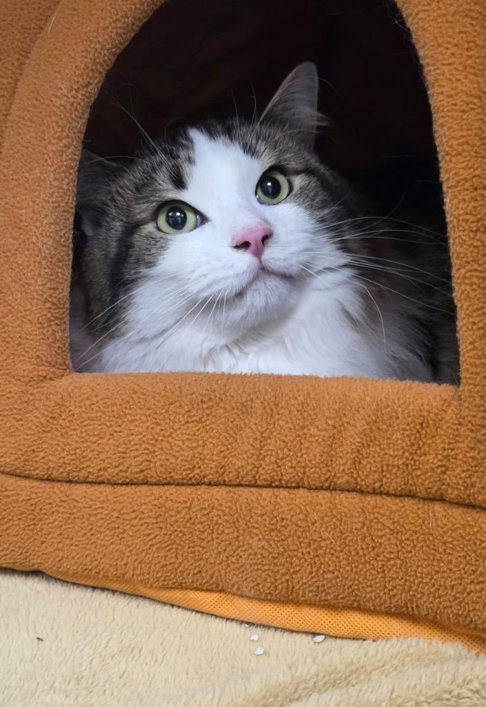 Cletus, a Adoptable mixed breed in Liverpool, NY image 3/3