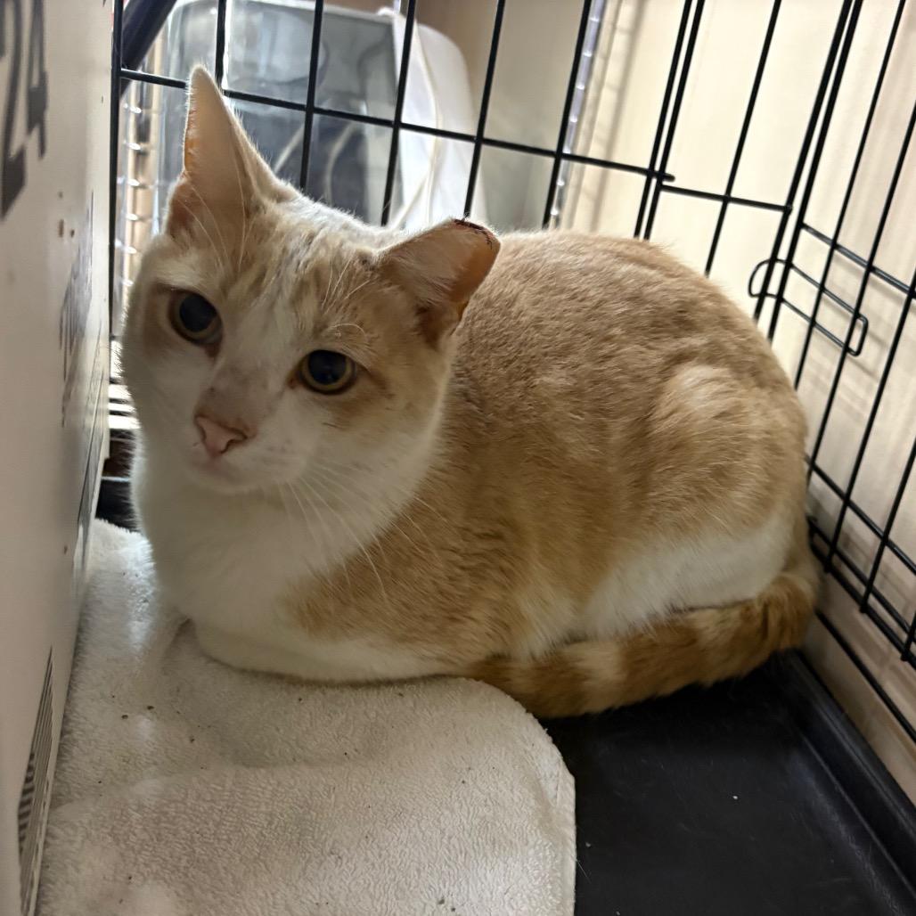 Lenny Kravitz, Adoptable, Young Male Domestic Short Hair.