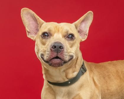 Enlarge Scrappy Doo, a Adoptable mixed breed in Mount Holly, NJ image 1/3