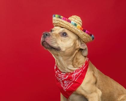 Enlarge Scrappy Doo, a Adoptable mixed breed in Mount Holly, NJ image 2/3