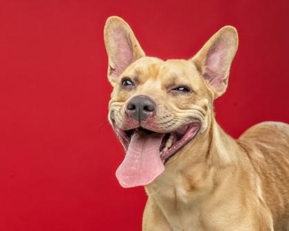 Enlarge Scrappy Doo, a Adoptable mixed breed in Mount Holly, NJ image 3/3