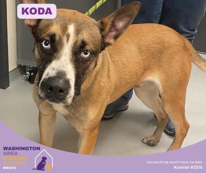 Koda , ADOPTABLE, Young Male Australian Shepherd & Husky.