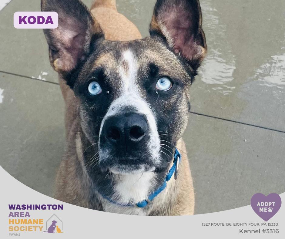 Koda , ADOPTABLE, Young Male Australian Shepherd & Husky.